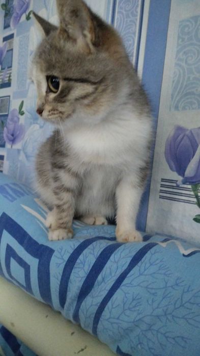 Котёнок найдёныш