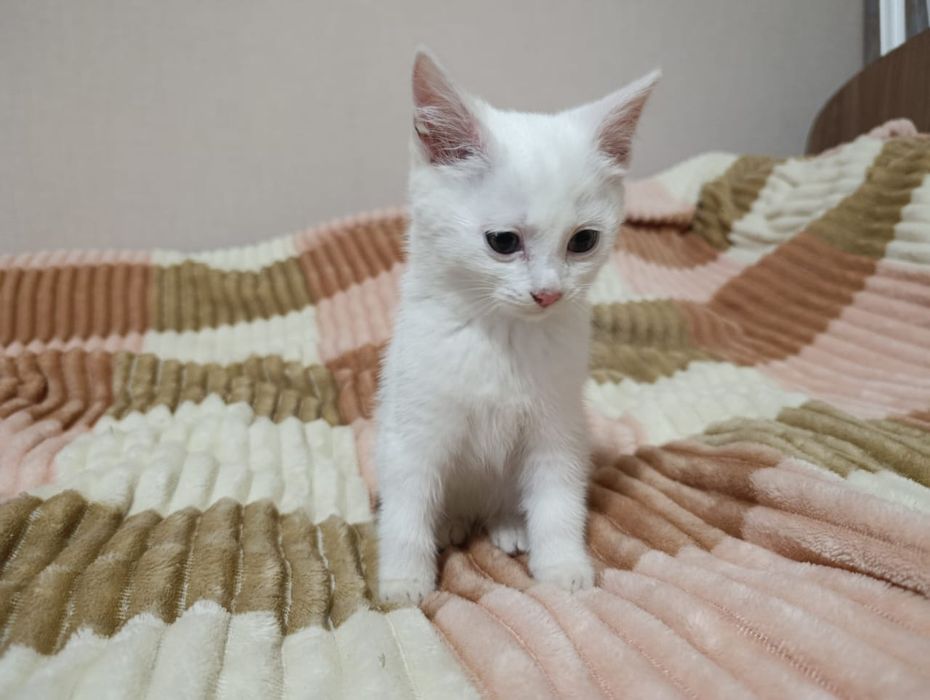 Кошечка два месяца помесь с сиамской