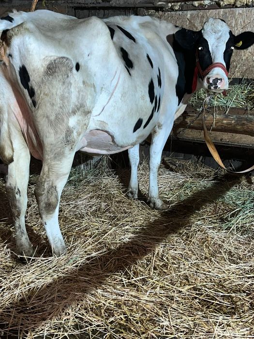 Vând văcuțeeeeeee