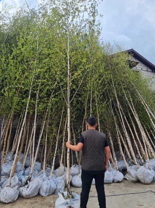 Mesteacăn alb, tei și platan – arbori ornamentali deosebiți