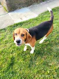 Beagle Tricolor mascul