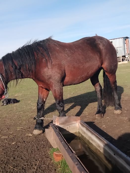 Vând iapă de 5 ani