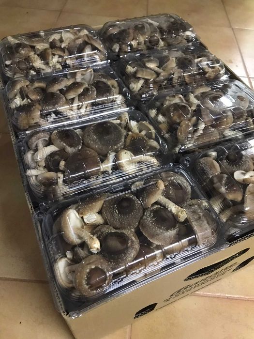 Ciuperci shiitake