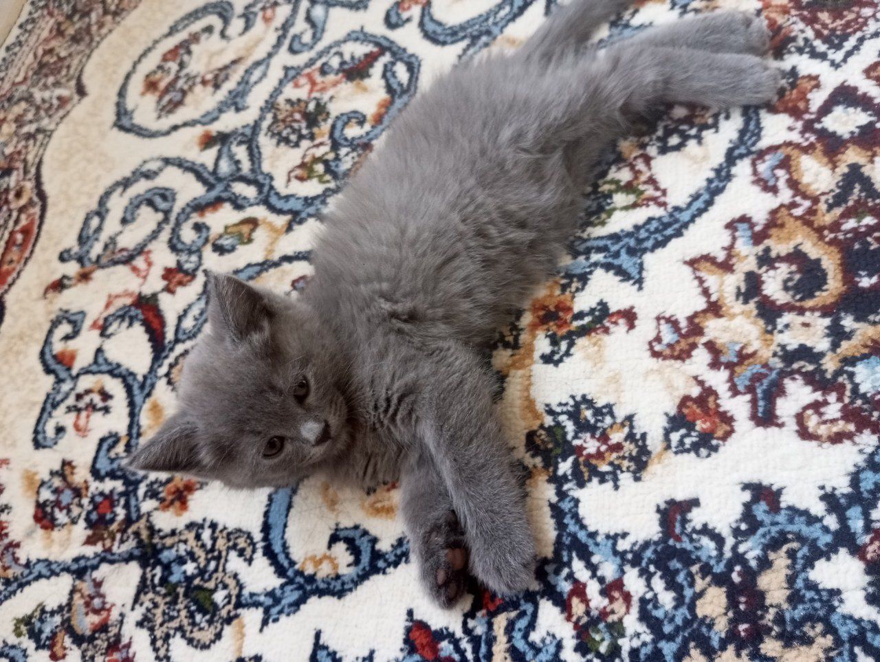Кошка, mushukcha
