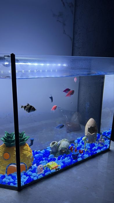 Аквариум с рыбками