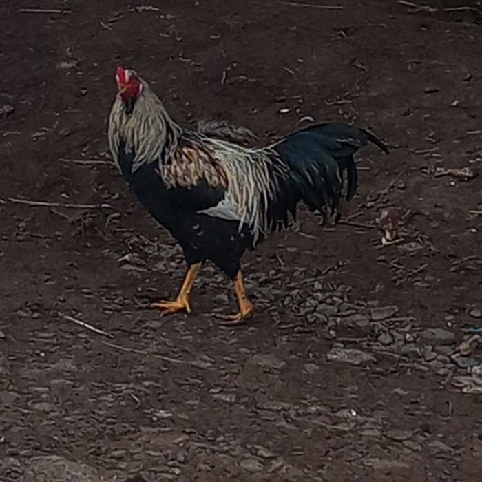 Cocosi frumoși de vânzare