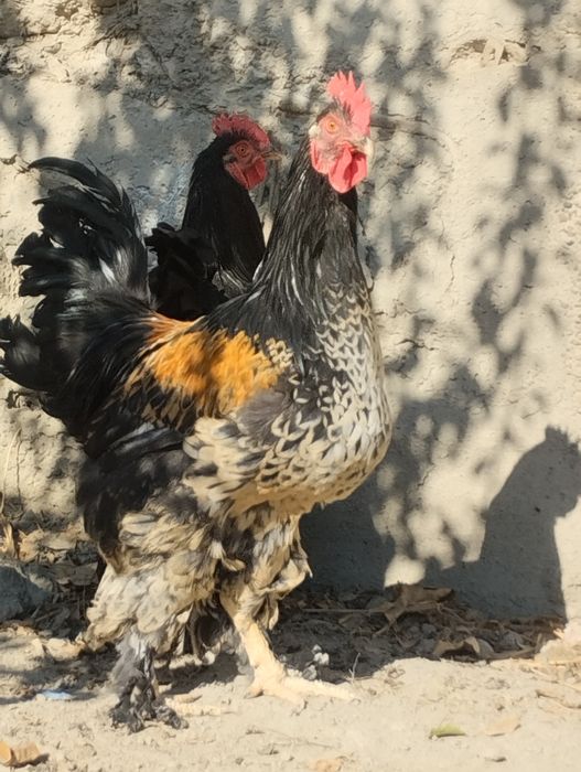 Хурозлар сотилади