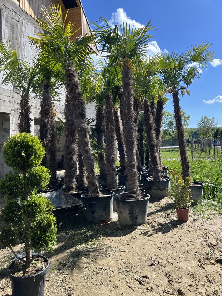 Palmieri rezistenti la inghet