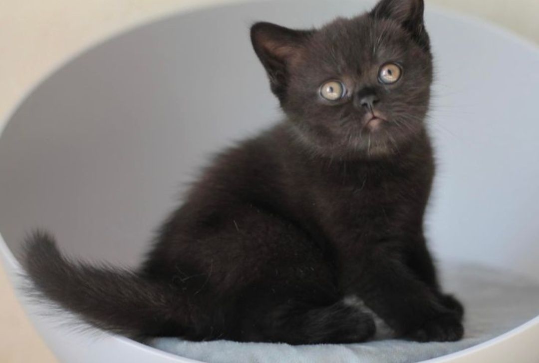 British Black băiețel