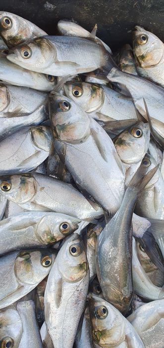 Peste pentru populat balti