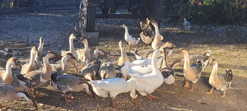Gâște crescute cu cereale și iarbă verde