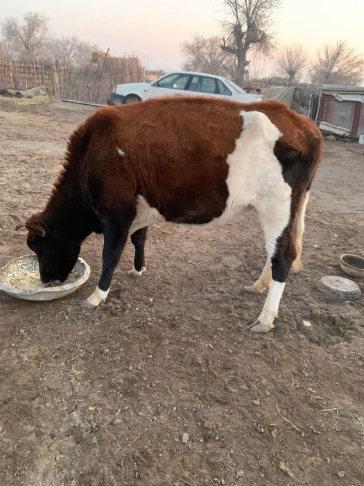 Ургашы кашар сатылады