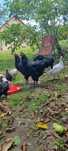 Familie Australorp negru tineret 2025 schimba locuința