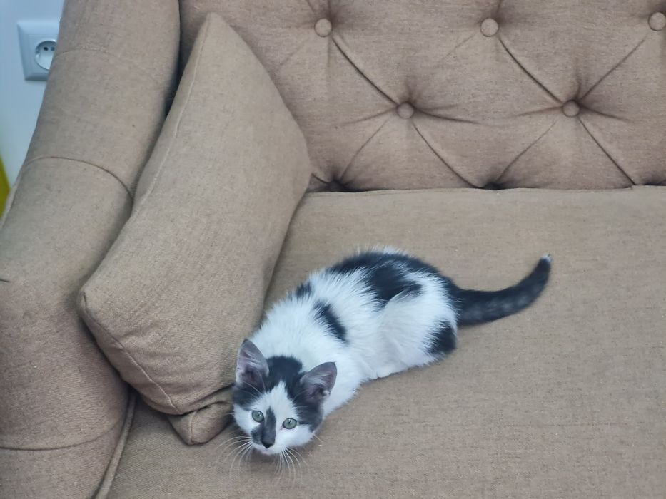 Подарявам мъжко коте черно и бяло.