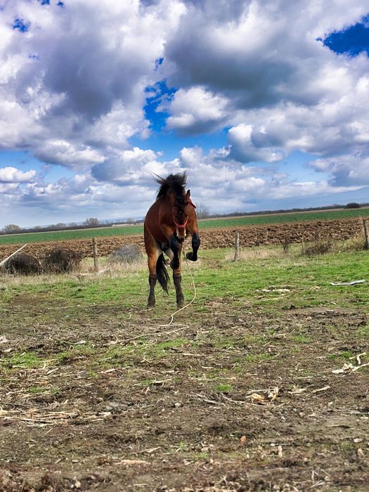 Vand manz de un an jumate