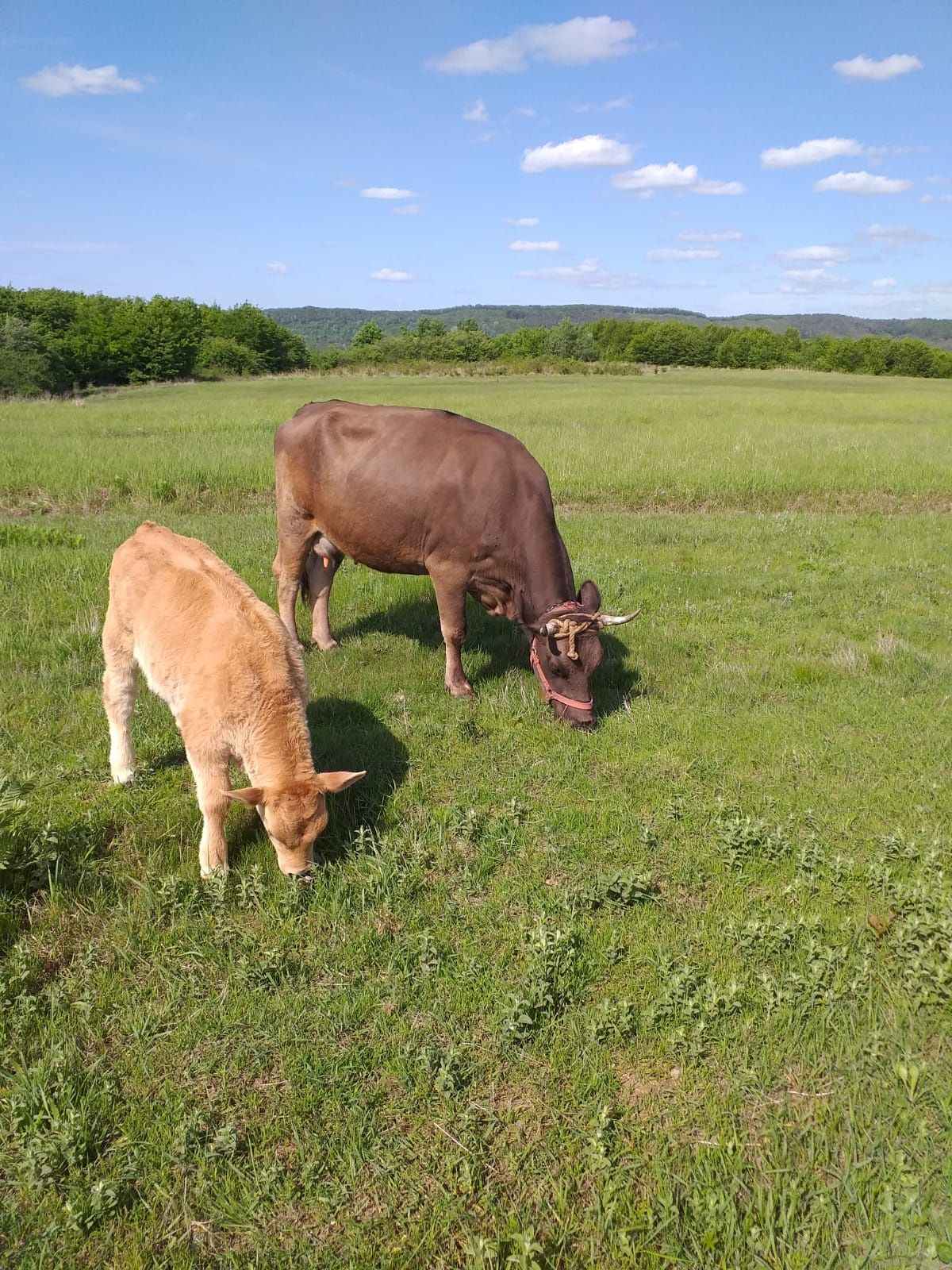 Vaca românească bruna