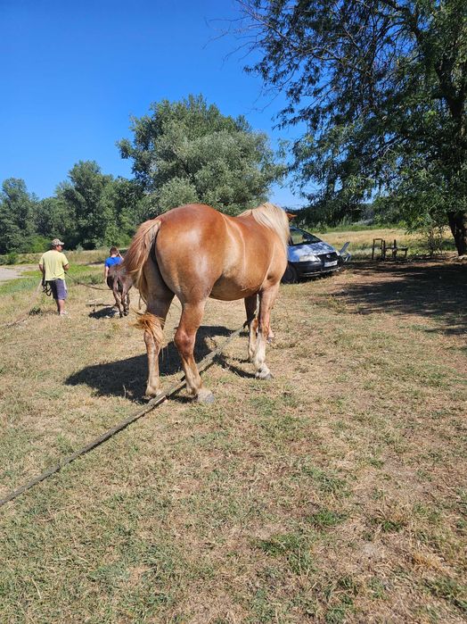 Iapa grea 2 ani si 8 luni