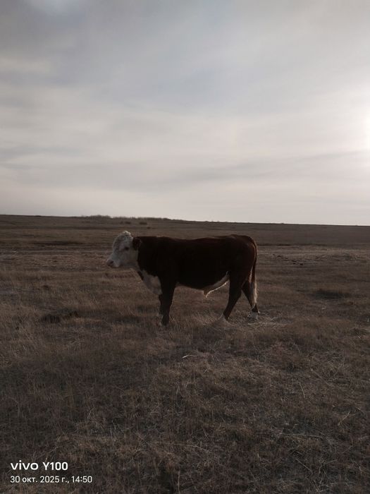 Продам бычков..ть