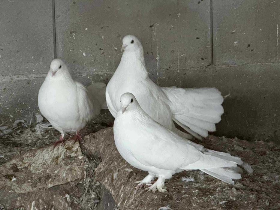 Продавам  бели гълъби