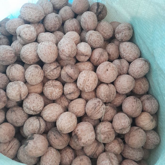 Dumaloq yong'oq bor.