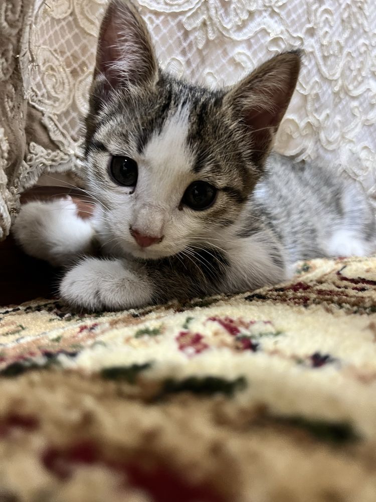 Отдам кошку даром