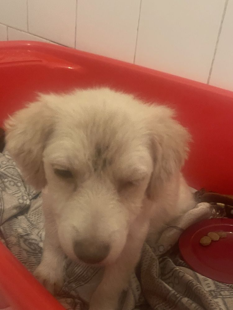 Catel abandonat cauta o familie iubitoare