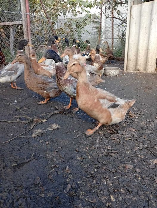 De vanzare rata idiene si altele