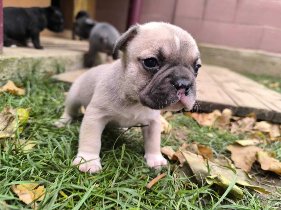 Pui de bulldog francez de rasă pură.
