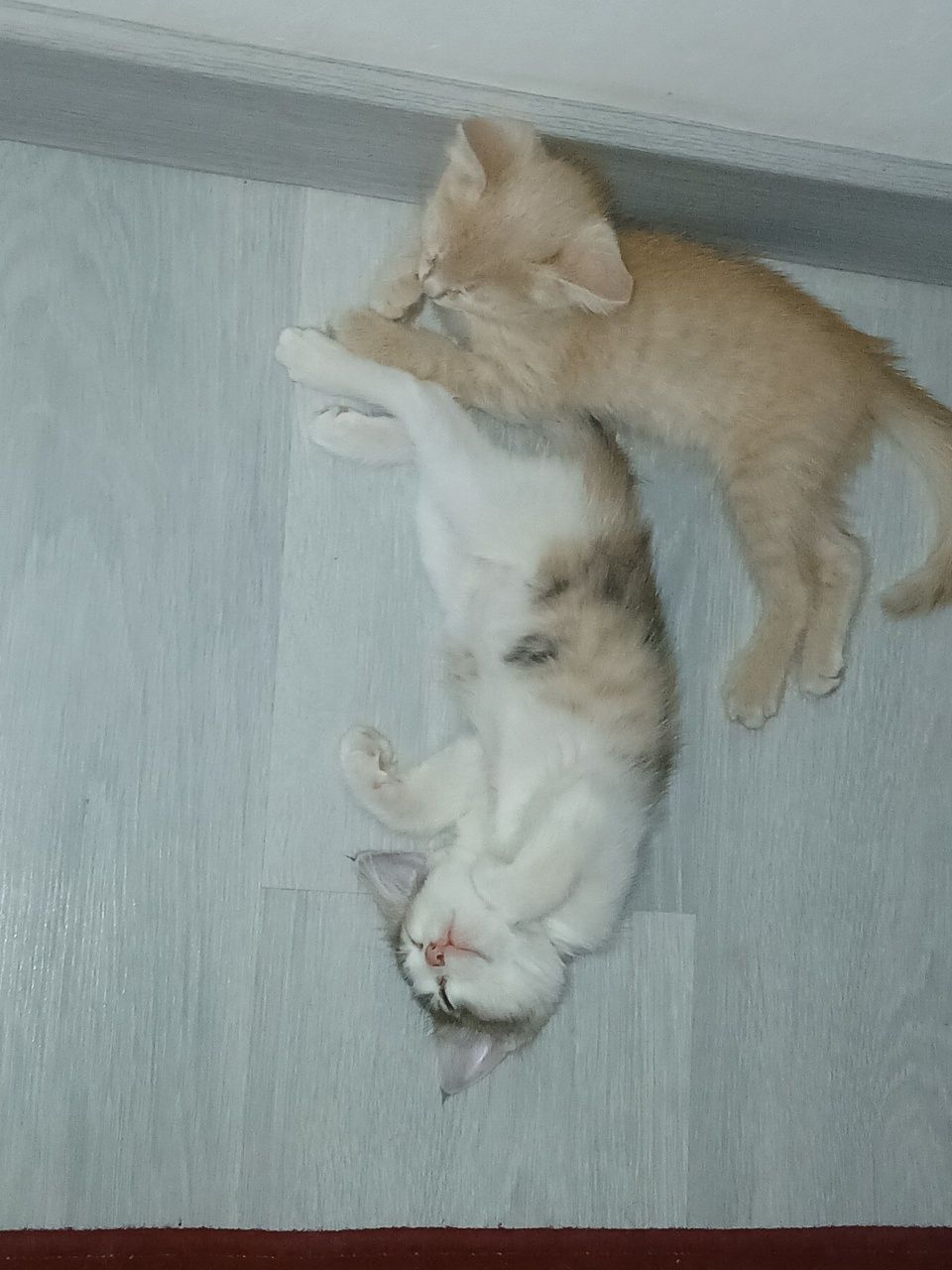 Pishiq balalari esheyin ( pulsiz ) jaqsi qollarga beriledi