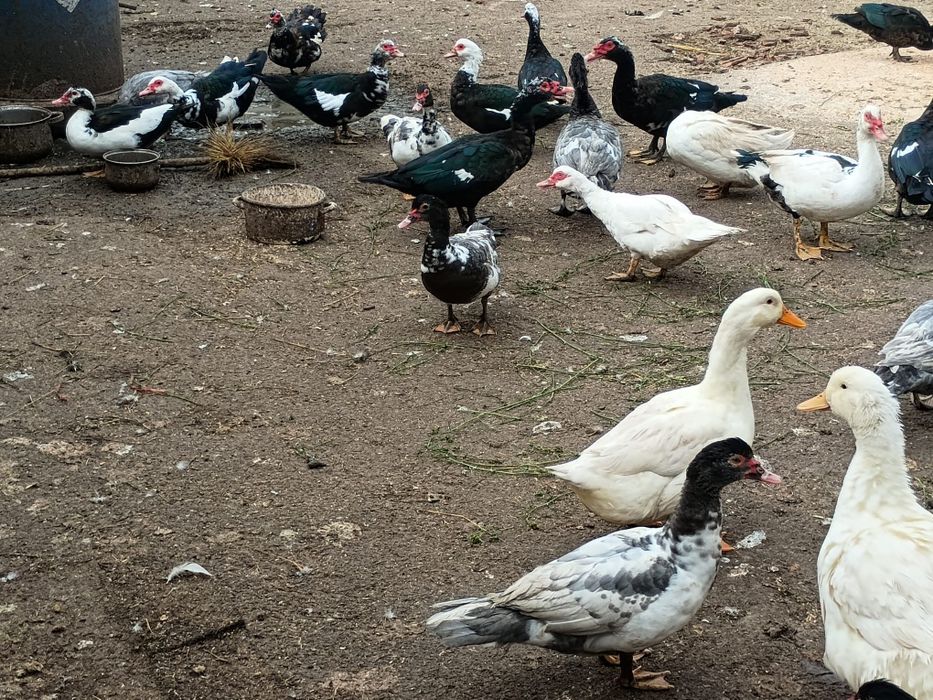 Vând rate mute tinere,  mai multe culori