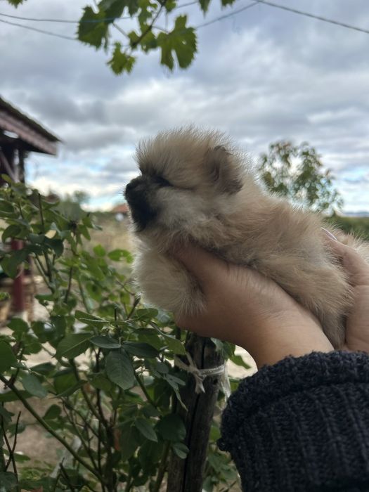 Уникални померани