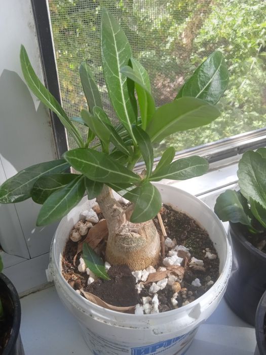 Продам 2-х летнетние адениумы