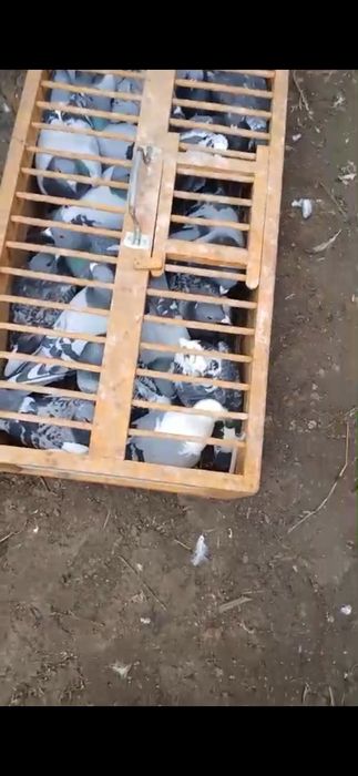 Vând porumbei voiajor de cursă și de ornament