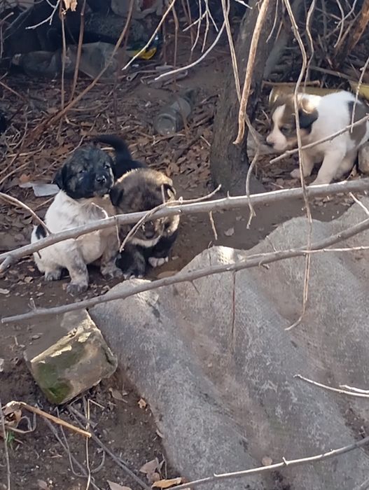 Ищем дом и доброго хозяина, друга.