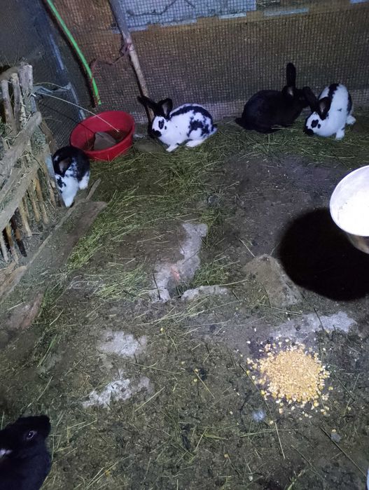 Vand iepuri de rasa fluture și berbec german