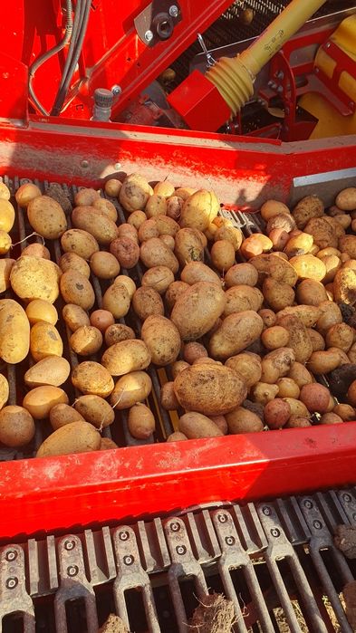 Cartofi de samanta Edison