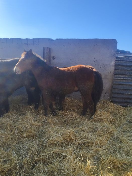 3 кобылы с 3 жеребятами