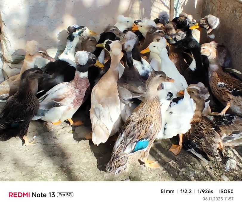 rate motate schimb cu gaste