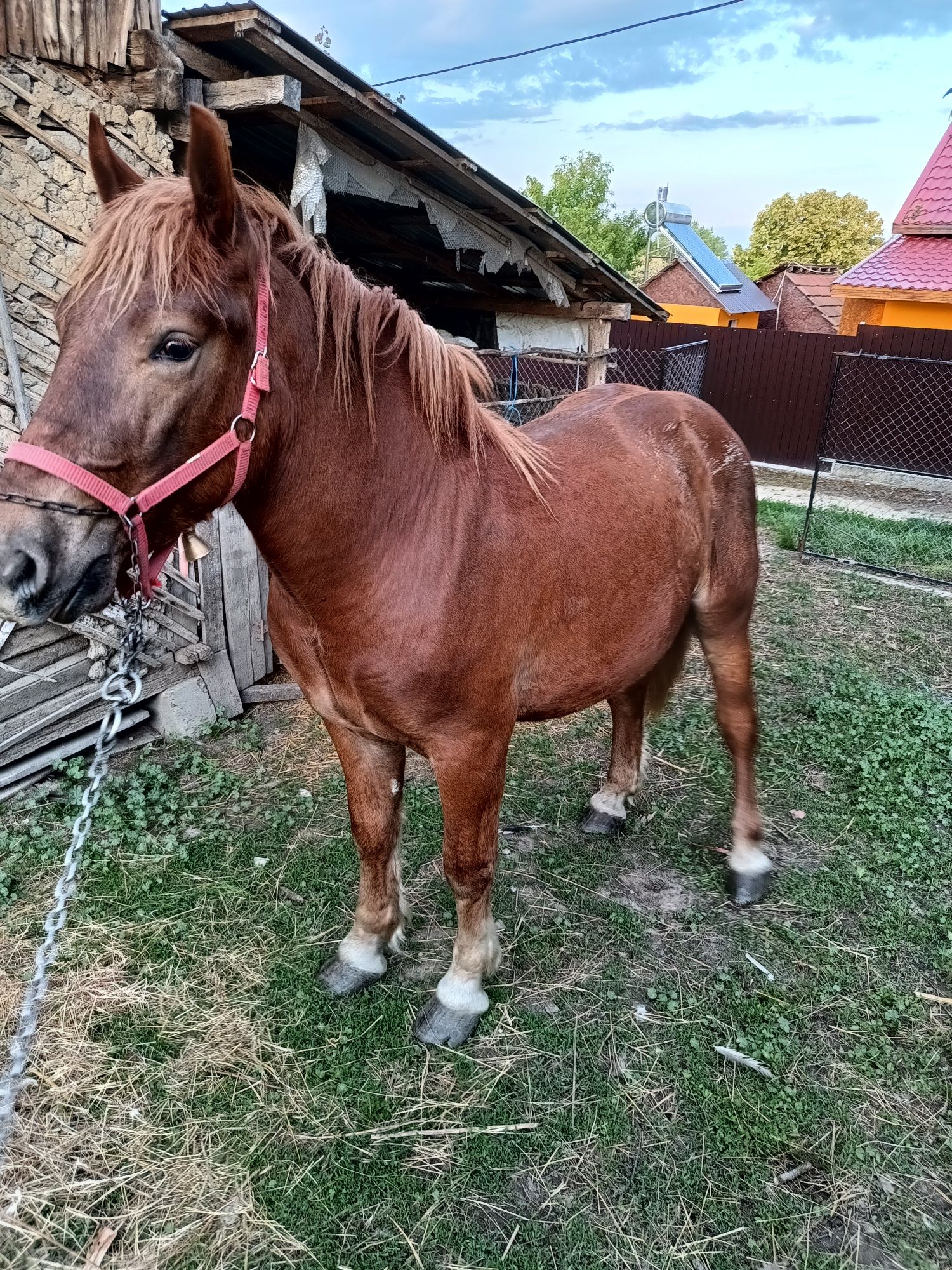 Vând cârlan de 1 an și 6 luni