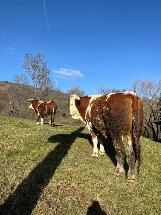 Vând boi sau schimb cu junci învățați la jug