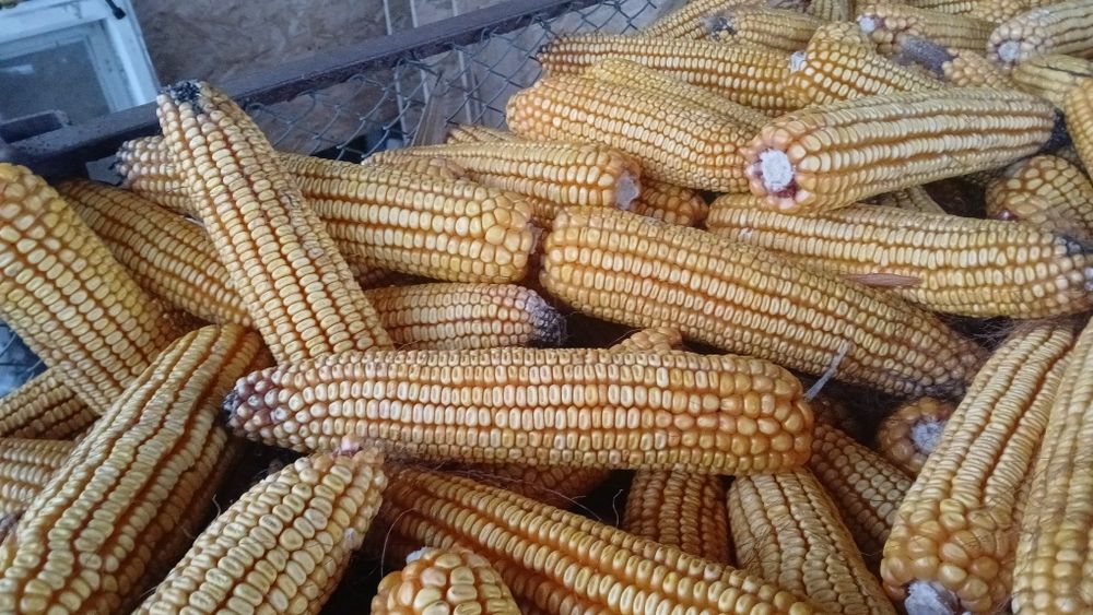 Porumb știuleți 2024 și 2025