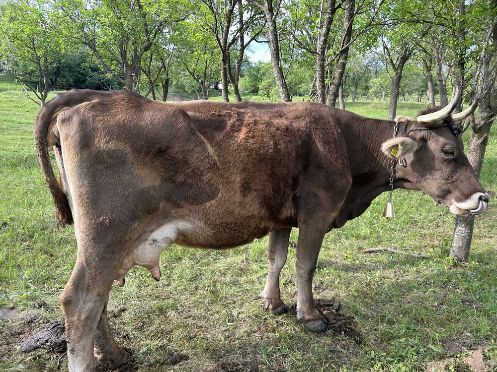 Vand vaci cu lapte cu varste cuprinse intre 3 si 9 ani