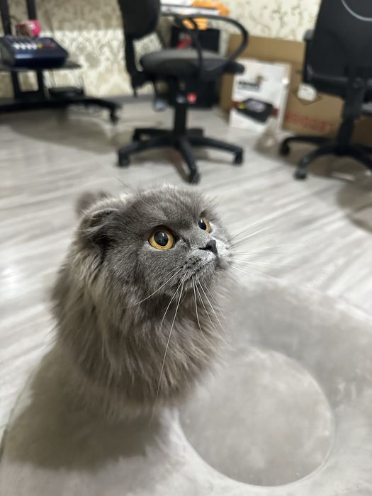 Mushuk 2 ta. O’g’il va qiz. skotish fold va strayt.