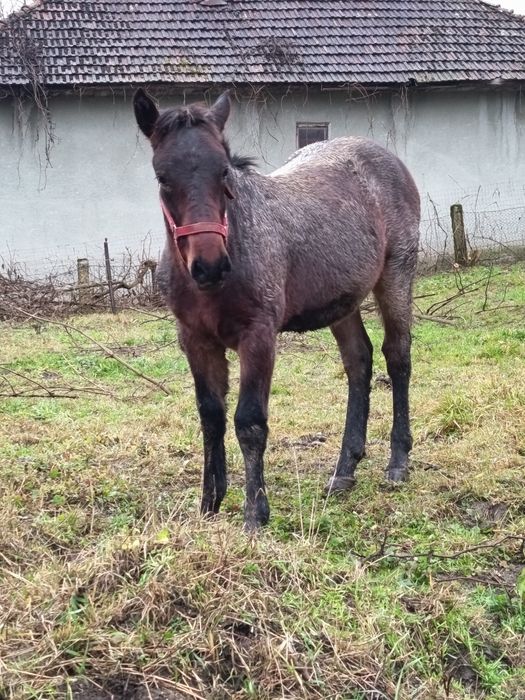 Se vinde mânz frumos și cuminte