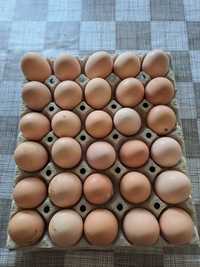 Ouă de țară proaspete