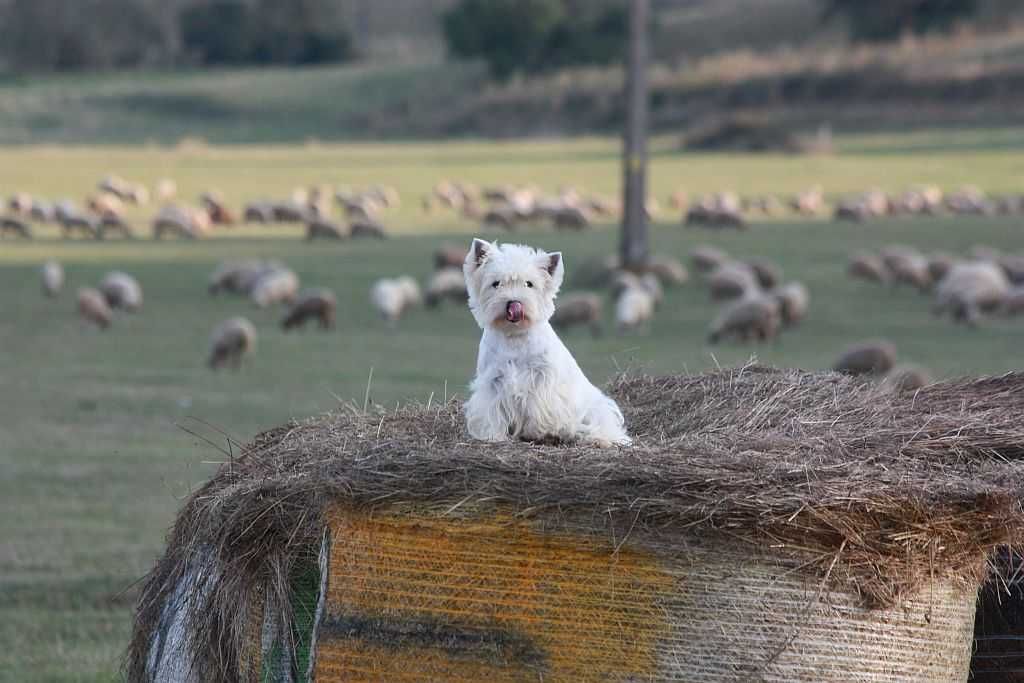 Westie femela arbitrata , cu pedigree, 6 ani