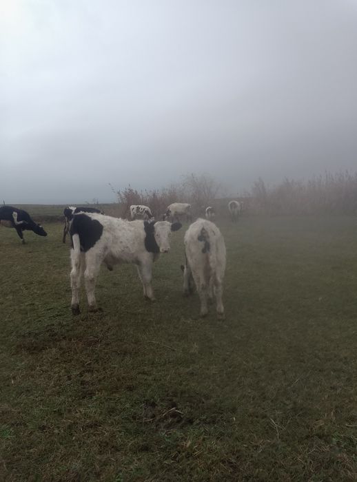 Vând vitei  de rasa