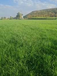 Рулонный газон трава