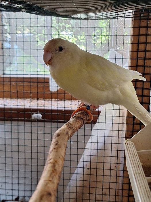 Papagali kakariki 2025