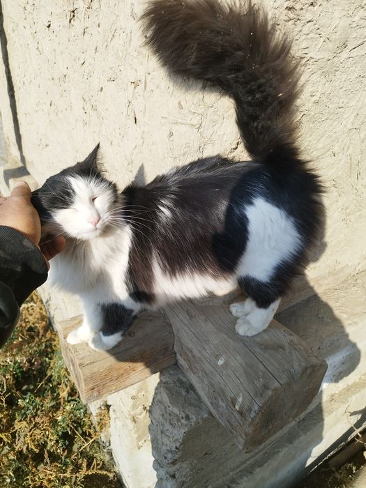 Мушук сотилади жуда ёкимтой еркак хали йош